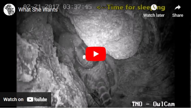 What a mama owl wants… (video)